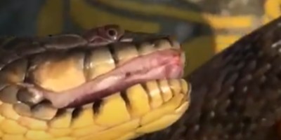 Macon snake